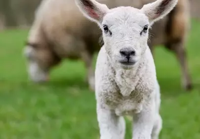 Adorable Lamb's Gentle Gaze: Spring Meadow Delights