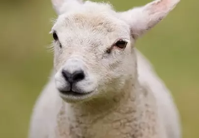 Adorable Lamb: Portrait of Innocence on the Farm