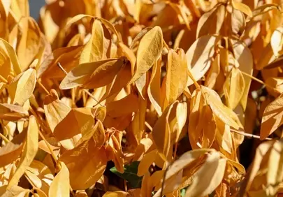 Golden Decay: Drought's Stark Beauty in Autumn Leaves