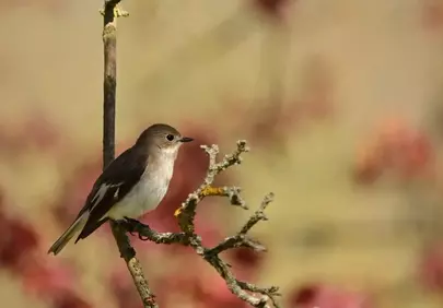 Charming Songbird Perched on Branch at Sunrise