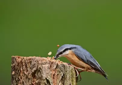 Nuthatch's Delight: A Close-Up of Nature's Tiny Feeder