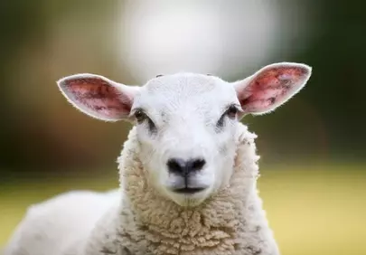 Captivating Gaze: Close-up Portrait of a Curious Young Lamb