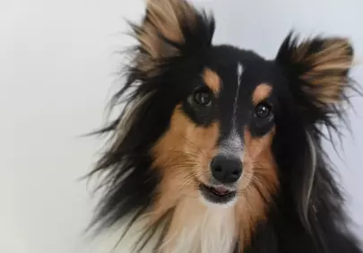 Charming Tricolor Shetland Sheepdog Portrait with Expressive Eyes