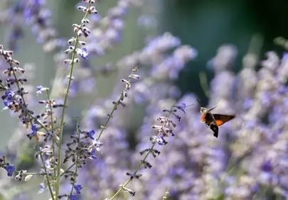 Hummingbird Hawk-moth Sips Nectar from Lavender Bloom
