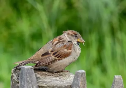 Vibrant Garden Sparrow: A Close-up of Nature's Delight