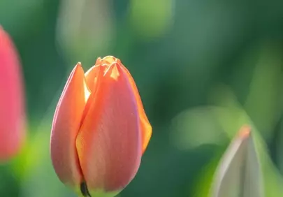 Vibrant Spring Tulip Bud in Golden Morning Light