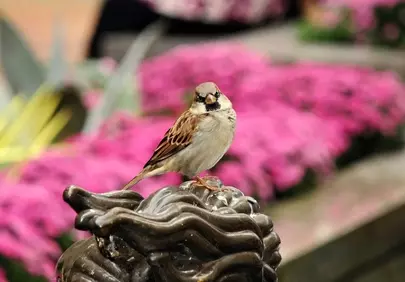 Charming Sparrow Perched on Bronze Statue Amidst Pink Blooms