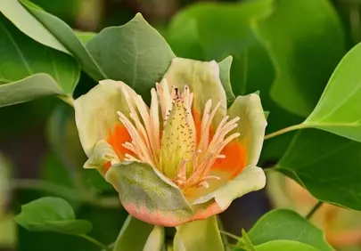 Exotic Trumpet Bloom: A Vibrant Tulip Tree Flower