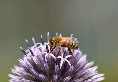 Vibrant Macro: Honey Bee Pollinating Purple Globe Thistle