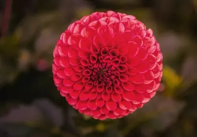 Vibrant Scarlet Dahlia: Summer's Botanical Masterpiece