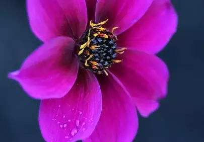 Vibrant Purple Dahlia: A Macro Nature's Masterpiece