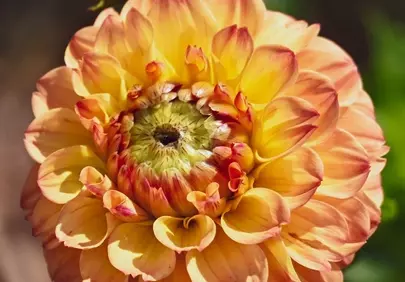 Vibrant Dahlia Bloom: A Summer Garden Masterpiece