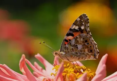 Vibrant Zinnia: Painted Lady Butterfly Close-up