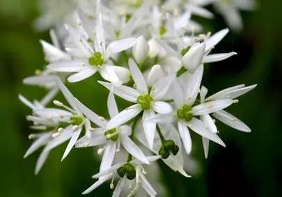 Delicate White Blooms: Wild Garlic in Spring