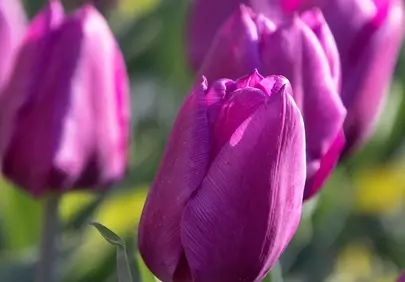 Vibrant Purple Tulips: A Springtime Symphony of Color