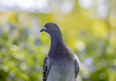Vibrant Pigeon in Nature: Bright Bokeh Background