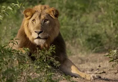 Majestic Lion's Gaze: Untamed Savanna King