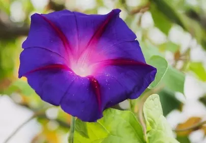 Vibrant Morning Glory: A Close-Up of Nature's Purple Bloom