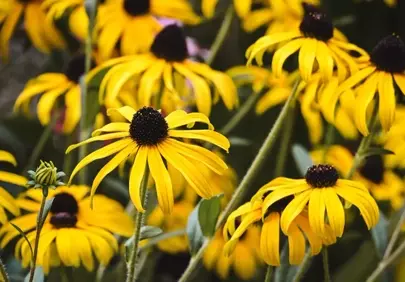 Vibrant Rudbeckia Blooms: Nature's Golden Embrace