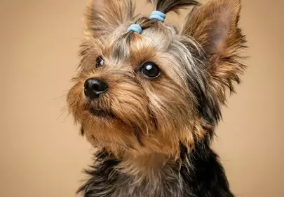 Adorable Yorkshire Terrier Puppy: Curious Gaze on Beige