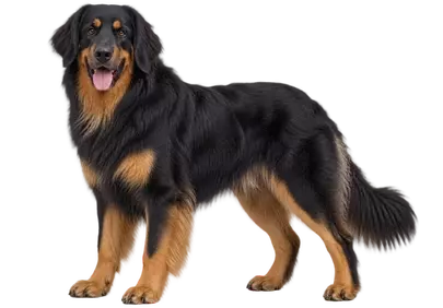 Majestic Hovawart: A Loyal and Fluffy Canine Companion