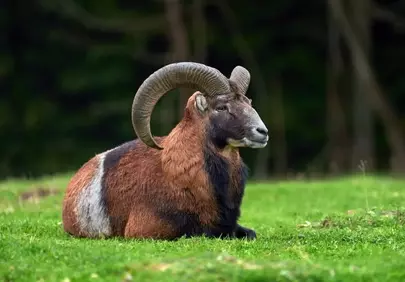 Majestic Wild Ram: Serene Mountain Meadow Portrait