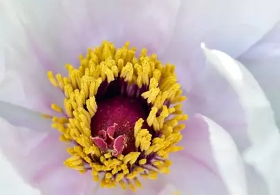 Stunning Peony Macro: Golden Stamens, Delicate Petals