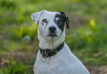 Intense Gaze: Black and White Jack Russell Terrier Portrait