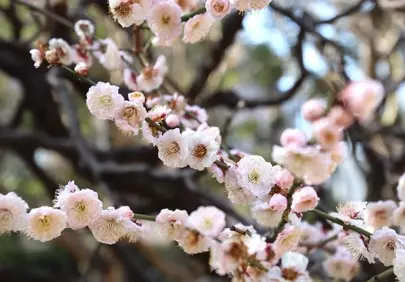 Enchanting Pink Plum Blossoms: Spring's Delicate Embrace