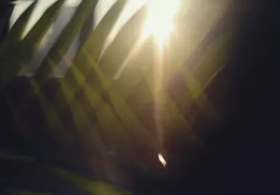 Radiant Green: Sun-Kissed Leaves with Golden Lens Flare