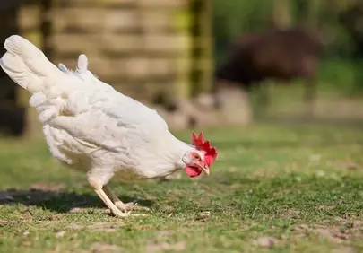 Vibrant White Chicken Foraging on Sunny Green Grass