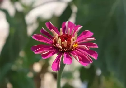 Vibrant Magenta Zinnia: A Summer Bloom's Macro Beauty