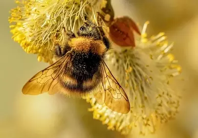 Vibrant Spring Macro: Bumblebee Pollinating Willow Catkin