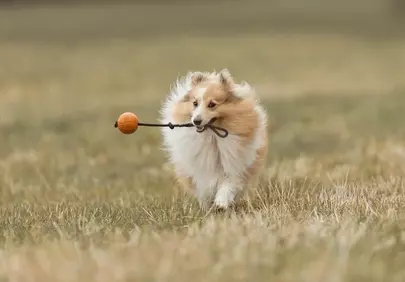 Joyful Sheltie Sprinting: Playful Dog with Ball