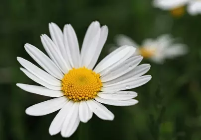 Stunning Daisy Macro: Fresh Drops on White Petals