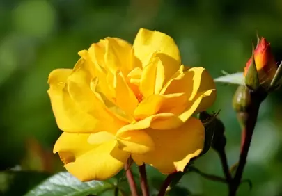 Vibrant Yellow Rose: A Glimmer of Nature's Beauty