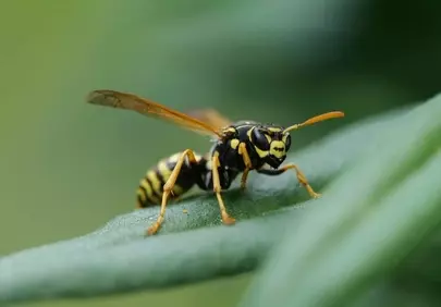 Intricate Macro: Wasp's Detailed Gaze on Green Leaf