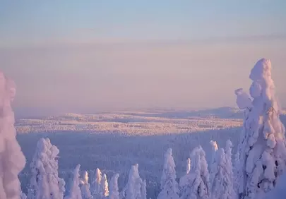 Enchanting Winter Wonderland: Frozen Forest Under a Hazy Pink Sky