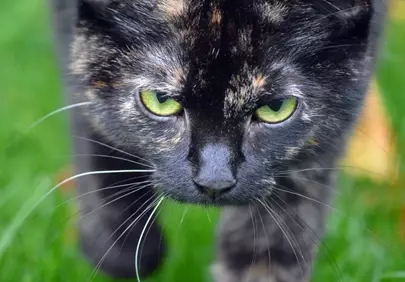 Intense Gaze: Tortoiseshell Cat Stalking in Lush Green Grass