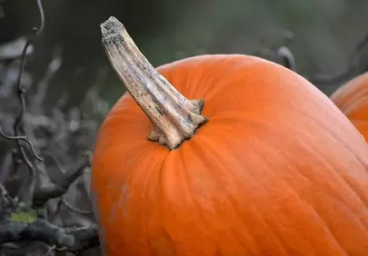 Vibrant Autumn Delight: Close-Up of a Fresh Orange Pumpkin