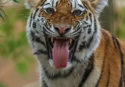 Fierce Yawn: Majestic Tiger's Raw Wilderness Expression