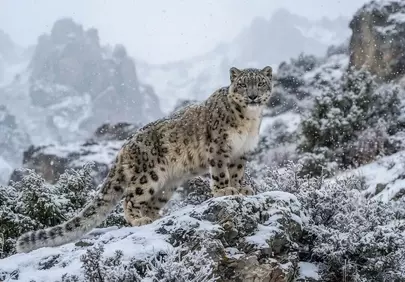 Majestic Snow Leopard: Elusive Predator in a Winter Wonderland