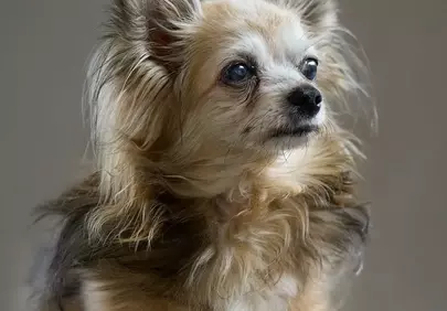 Charming Chihuahua Portrait: Cute and Attentive Pet