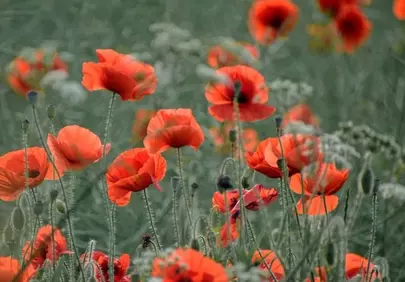 Vibrant Poppy Meadow: A Symphony of Red in Nature's Embrace