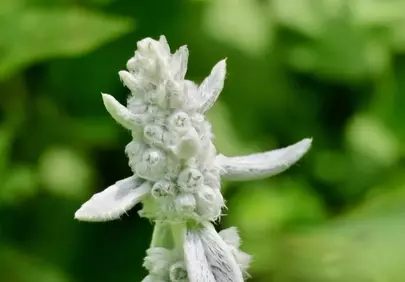 Enchanting Lamb's Ear: Soft Texture, Vibrant Green Background