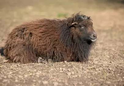 Adorable Ouessant Lamb Resting in Golden Summer Meadow