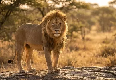 Majestic Lion King Bathed in Golden Savannah Sunset