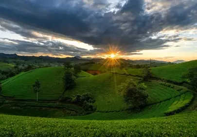 Dramatic Sunset Over Lush Vietnamese Tea Plantations