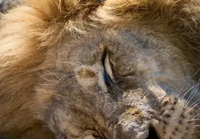 Serene Slumber: Majestic Lion's Peaceful Afternoon Nap
