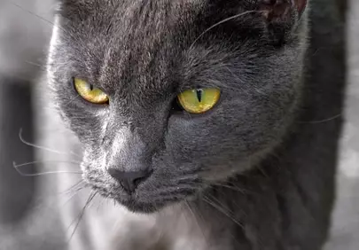 Intense Gaze: Captivating Grey Cat with Piercing Yellow Eyes